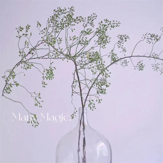 精品国产山归来鲜切花一扎 商品图1