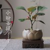 【小盼菩提】菩提禅意新中式茶室书桌客厅办公室观叶果盆景栽迷你净化空气绿植 商品缩略图0