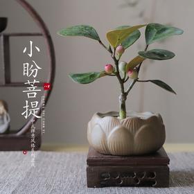 【小盼菩提】菩提禅意新中式茶室书桌客厅办公室观叶果盆景栽迷你净化空气绿植
