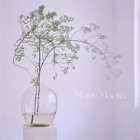 精品国产山归来鲜切花一扎