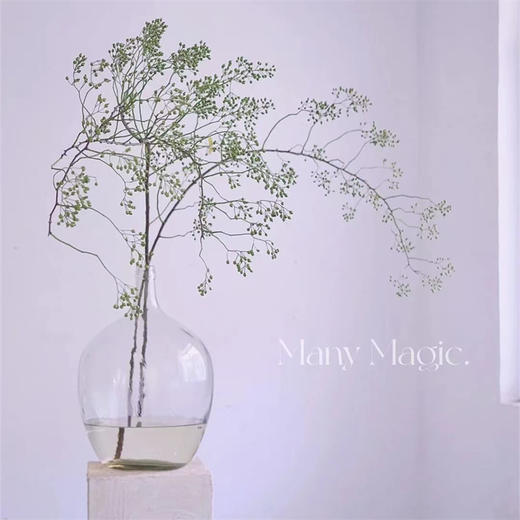 精品国产山归来鲜切花一扎 商品图0