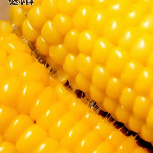 【超值傻小胖/早安系列有机玉米】常温存放。来自内蒙古/黑龙江大草原的甜糯玉米，昼夜温差造就了口感纯净天空下，孕育出的玉米中的香，甜，糯。每一粒都能代表它的品质 商品图0