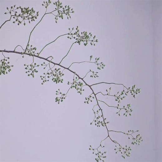 精品国产山归来鲜切花一扎 商品图2