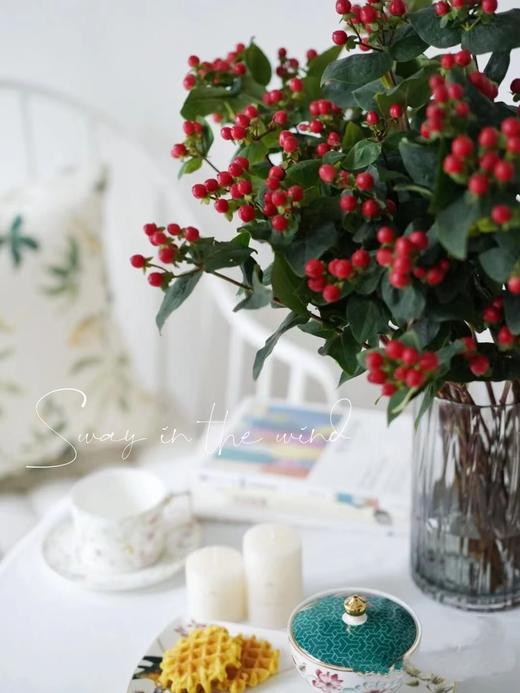 火龙珠·红豆·富贵豆 商品图2