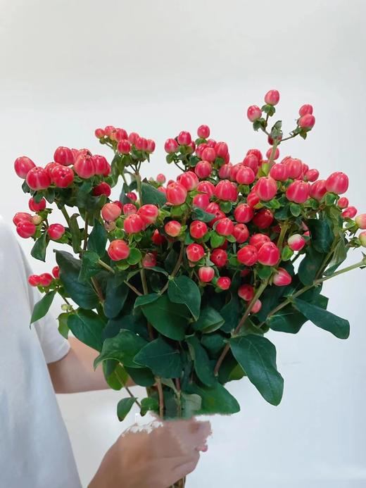 火龙珠·红豆·富贵豆 商品图1