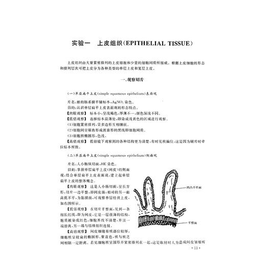 组织学与胚胎学实验/李继承/浙江大学出版社/(供临床护理预防麻醉口腔药学等专业用面向21世纪高等医药院校精品课程教材) 商品图2