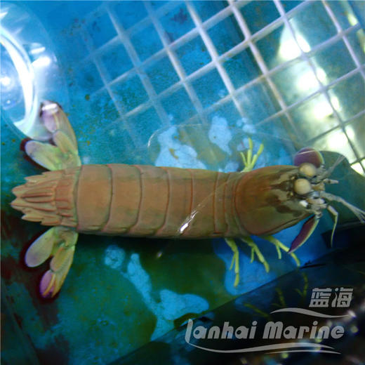 粉红螳螂虾 公 商品图4