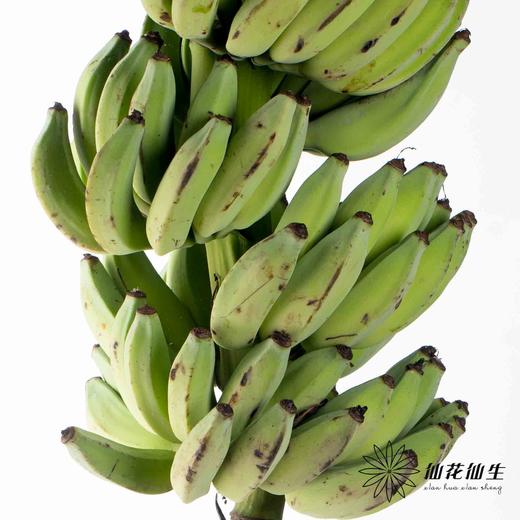 配花 | 香蕉花（香蕉外皮容易黑，花瓣边缘易焦，造型随机介意慎拍） 商品图3