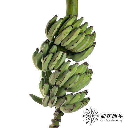 配花 | 香蕉花（香蕉外皮容易黑，花瓣边缘易焦，造型随机介意慎拍） 商品图1