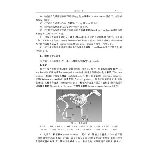 动物解剖学实验指导(动物科学类创新人才培养系列教材高等院校数字化融媒体特色教材)/李剑/浙江大学出版社 商品图5