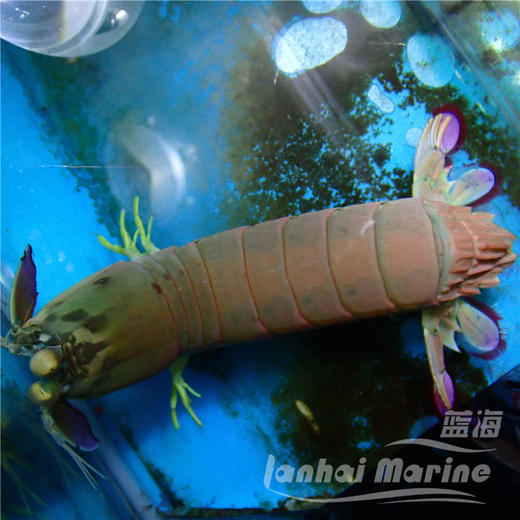 粉红螳螂虾 公 商品图3