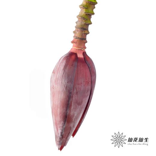 配花 | 香蕉花（香蕉外皮容易黑，花瓣边缘易焦，造型随机介意慎拍） 商品图2