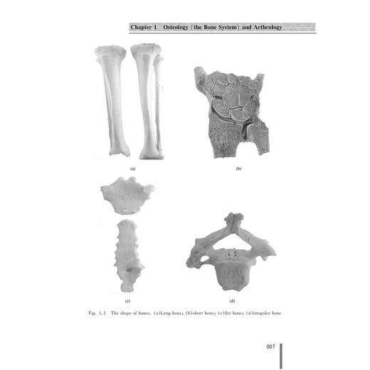 系统解剖学(英文版)/张晓明/浙江大学出版社 商品图3