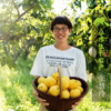 生态赵县皇冠梨 | 合作生产 *Ecological crown pear | Coproduction 商品缩略图1