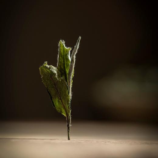 正安优选·老陆茶舍｜牧云•2022清明白牡丹 商品图2