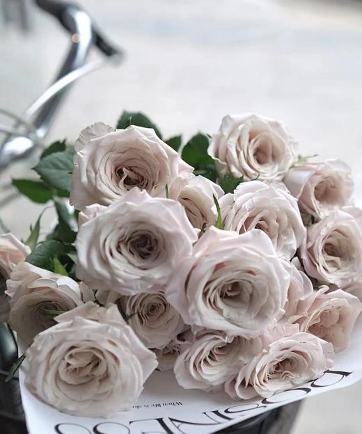 【拍市玫瑰】 曼塔 10枝/扎  约60公分 商品图3