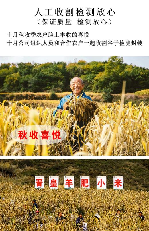 山西武乡羊肥小米——中国好米在山西，山西好米在武乡！羊肥种植 色泽金黄 颗粒饱满 粘稠香浓米油 米汁绵软易嚼 满口生香 商品图10