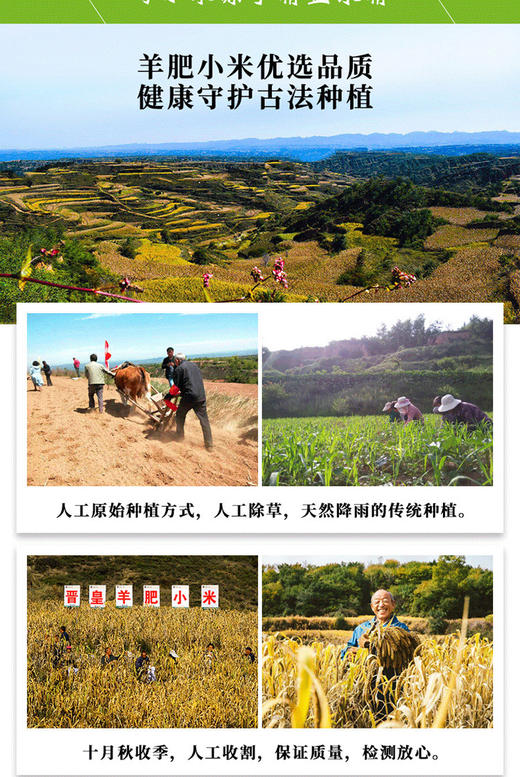 山西武乡羊肥小米——中国好米在山西，山西好米在武乡！羊肥种植 色泽金黄 颗粒饱满 粘稠香浓米油 米汁绵软易嚼 满口生香 商品图9