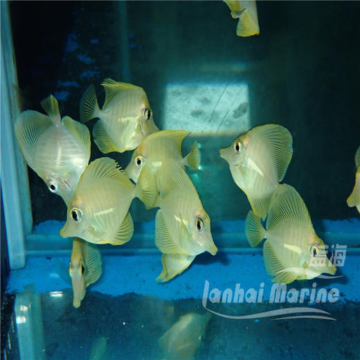 人工黄金吊 商品图4