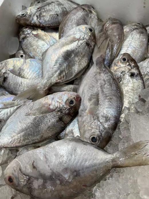 野生南鲳鱼 9两装(4-5条）汫洲海鲜 商品图1