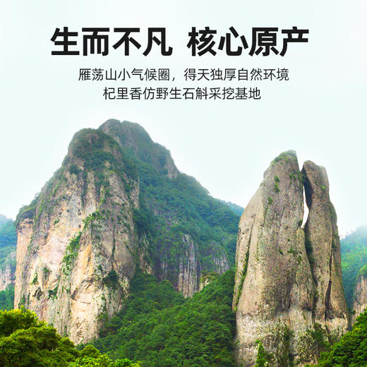 【杞里香铁皮石斛】枫斗花茶粉雁荡山铁皮石斛，铁皮枫斗石斛，胶质；30g、100g任选 商品图9