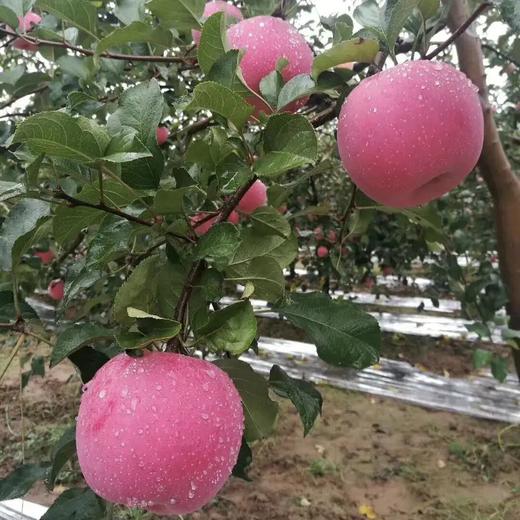 全食物日记 生态酵素苹果 陕西红富士苹果 脆甜多汁 10斤装 商品图7