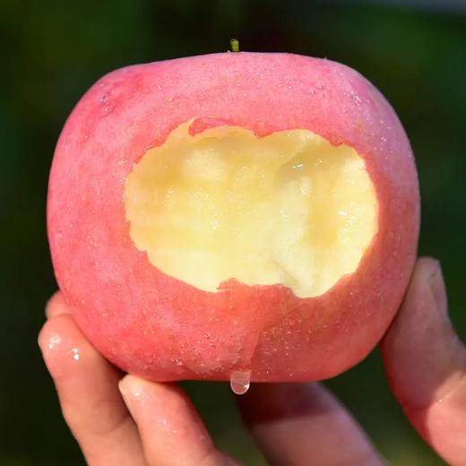 全食物日记 生态酵素苹果 陕西红富士苹果 脆甜多汁 10斤装 商品图1