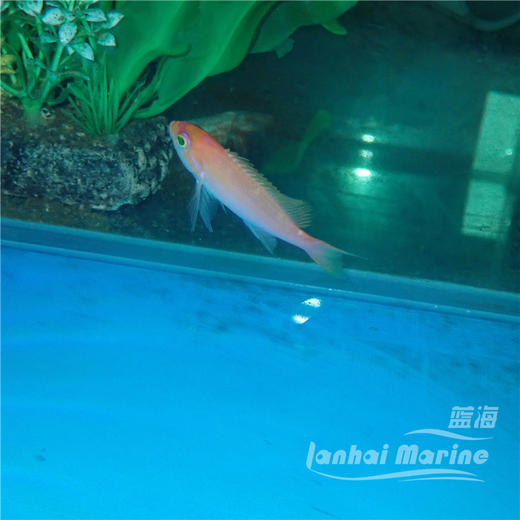 星光宝石 公 商品图4