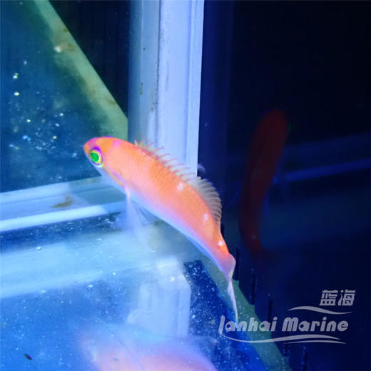 星光宝石 公 商品图1