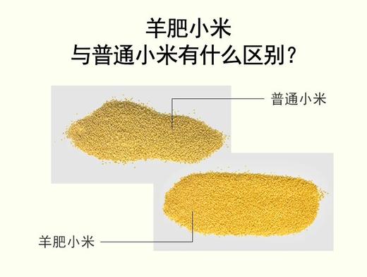 山西武乡羊肥小米——中国好米在山西，山西好米在武乡！羊肥种植 色泽金黄 颗粒饱满 粘稠香浓米油 米汁绵软易嚼 满口生香 商品图5