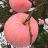 全食物日记 生态酵素苹果 陕西红富士苹果 脆甜多汁 10斤装 商品缩略图8