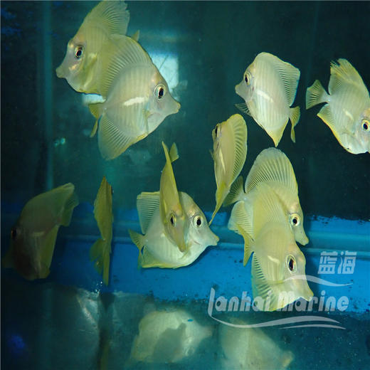 人工黄金吊 商品图7