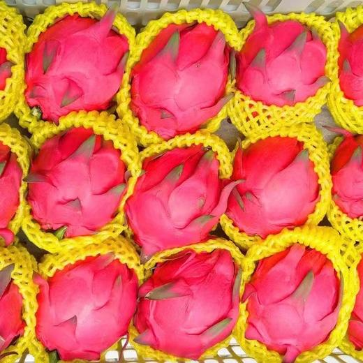 红心火龙果 6-7两/个 4个/份～10元 商品图0