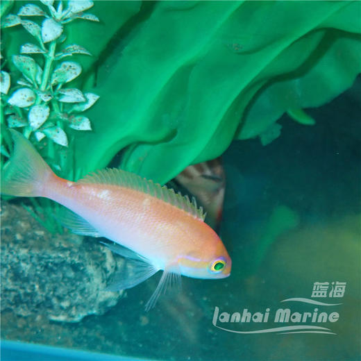 星光宝石 公 商品图5