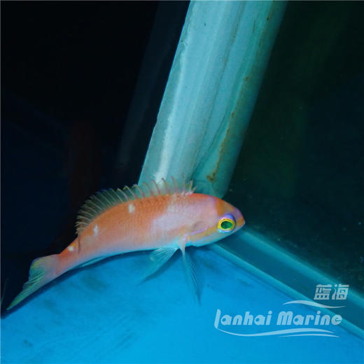 星光宝石 公 商品图7