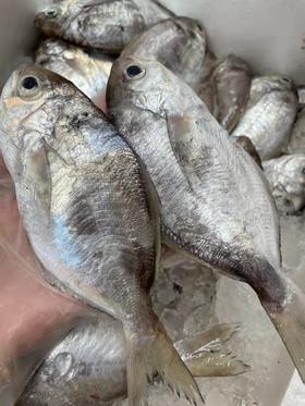 野生南鲳鱼 9两装(4-5条）汫洲海鲜