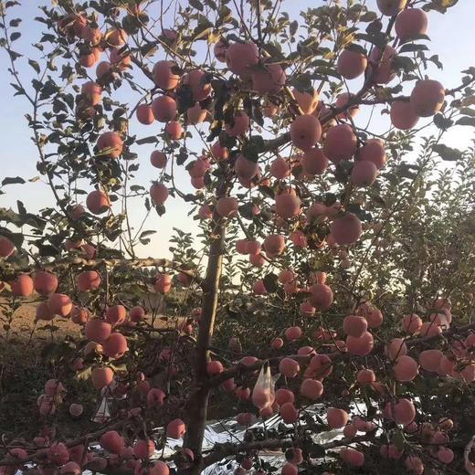 全食物日记 生态酵素苹果 陕西红富士苹果 脆甜多汁 10斤装 商品图6