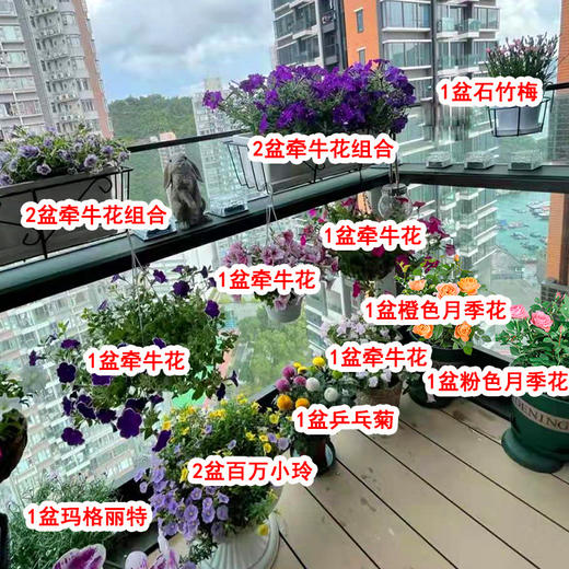 诗意满园-阳台花园布置绿植盆栽开花月季玫瑰牵牛花时令花上门摆放亲子居家休闲 商品图1