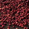 埃塞俄比亚班驰玛吉瑰夏咖啡豆手冲新产季轻度烘焙 商品缩略图2