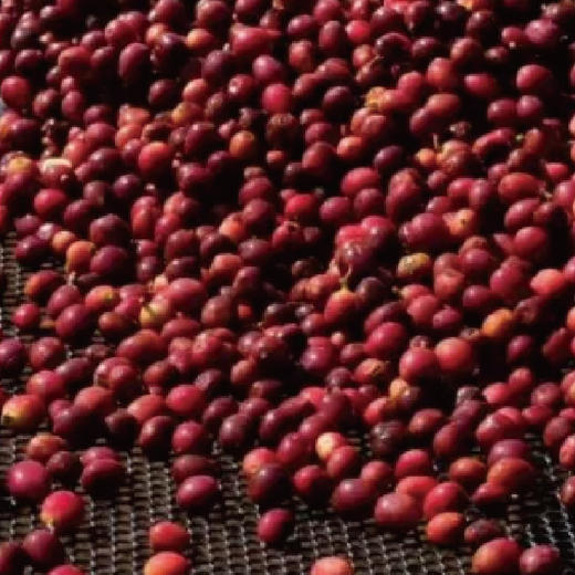 埃塞俄比亚班驰玛吉瑰夏咖啡豆手冲新产季轻度烘焙 商品图2