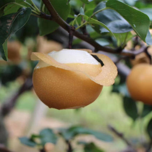 有机秋月梨（顺丰包邮） 商品图4