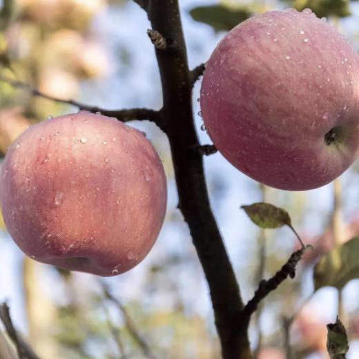 全食物日记 生态酵素苹果 陕西红富士苹果 脆甜多汁 10斤装 商品图5