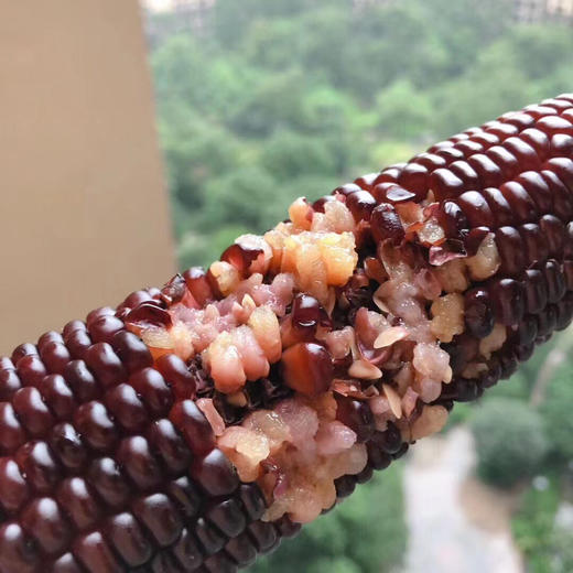 熊佑—有机黑糯玉米——非转基因，花青素含量超高，带皮带须，原汁原味！煮的时候连皮一起蒸、煮喔口感超嫩，糯糯的，甜甜的，还原玉米最初的味道！ 商品图8