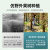 【杞里香铁皮石斛】枫斗花茶粉雁荡山铁皮石斛，铁皮枫斗石斛，胶质；30g、100g任选 商品缩略图2