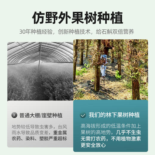 【杞里香铁皮石斛】枫斗花茶粉雁荡山铁皮石斛，铁皮枫斗石斛，胶质；30g、100g任选 商品图2