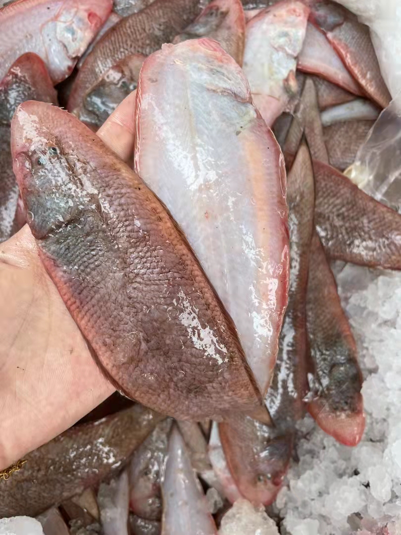 野生龙利鱼  8两装(5条）汫洲海鲜