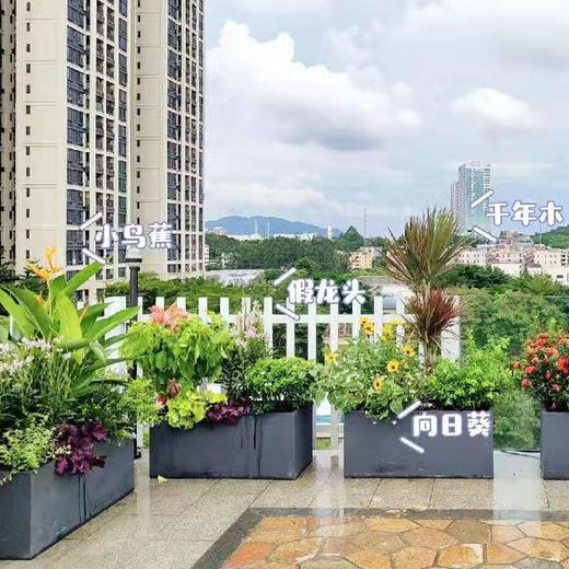 悠闲空间-露天阳台花园露台植物盆栽设计开花绣球耐热上门摆放亲子居家休闲 商品图1