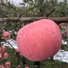 全食物日记 生态酵素苹果 陕西红富士苹果 脆甜多汁 10斤装 商品缩略图2