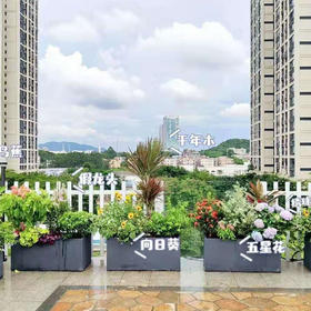 悠闲空间-露天阳台花园露台植物盆栽设计开花绣球耐热上门摆放亲子居家休闲