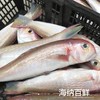 海钓大马头0.8斤（4条或5条）（0添加）| 汫洲海鲜 商品缩略图0